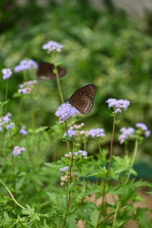 Бесплатное стоковое фото с бабочка, дикий, лето