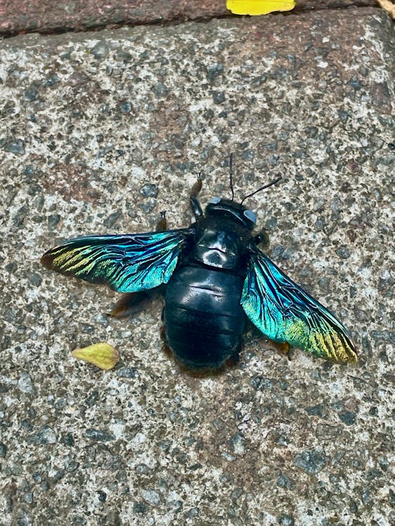 Close up photography of a colorful bug