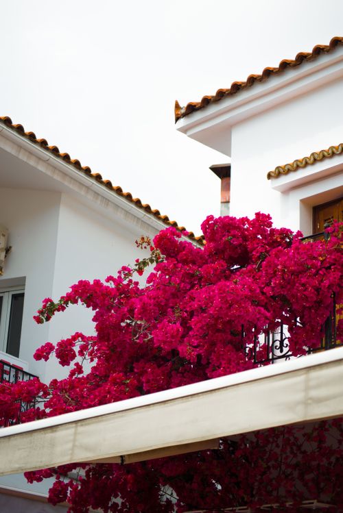 Free Bright bougainvillea adorns a traditional building in Skiathos, Greece. Vibrant and inviting scene. Stock Photo