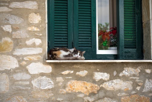 Cat Sleeping on Windowsill