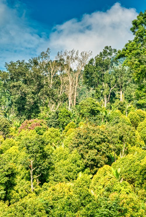 Photo of Green Forest Trees