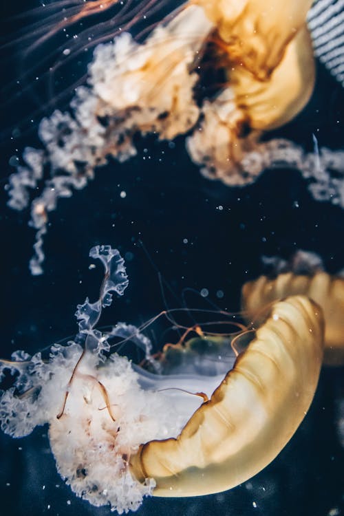Безкоштовне стокове фото на тему «водна тварина, медуза, Морське життя»
