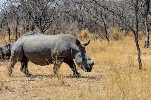 Free stock photo of african wildlife, rhino, wildlife