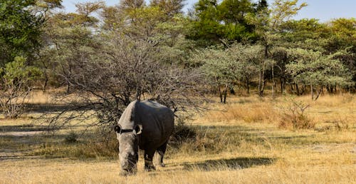 Free stock photo of african landscape, big 5 animal, rhino