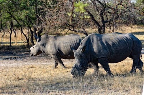 Free stock photo of africa, rhinoceros, zambia