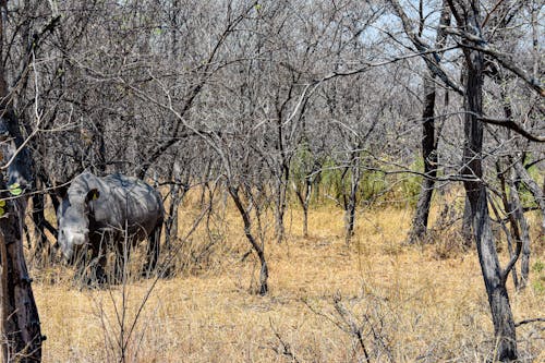 Free stock photo of african landscape, big 5 animal, rhino Stock Photo