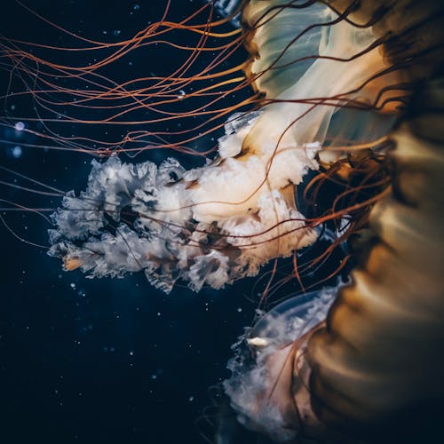 Ilmainen kuvapankkikuva tunnisteilla eläin, meduusa, meren elämää