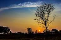 宁静的乡村日出，映衬着剪影般的树木和柔和的天空色调