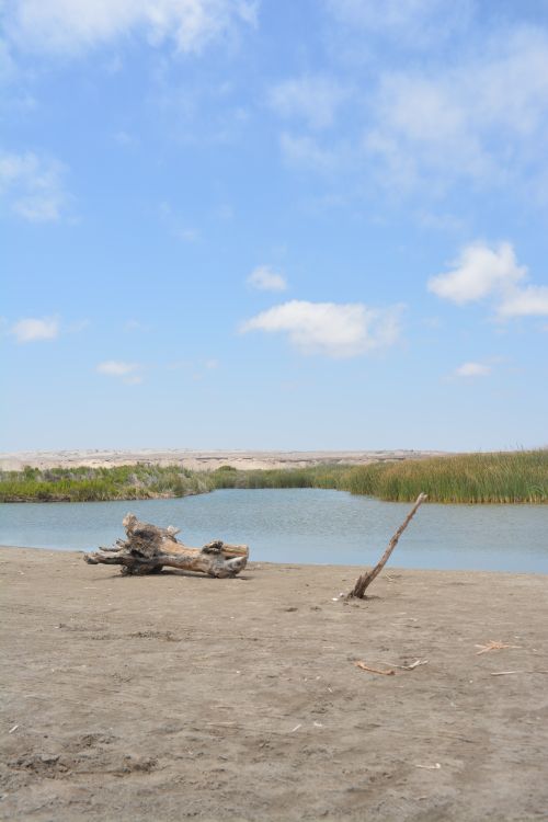 Free Peaceful lakeside scene with driftwood on sandy beach under a bright sky. Stock Photo