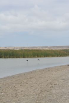 Peaceful riverbank scene with birds in flight over tranquil water and lush reeds.