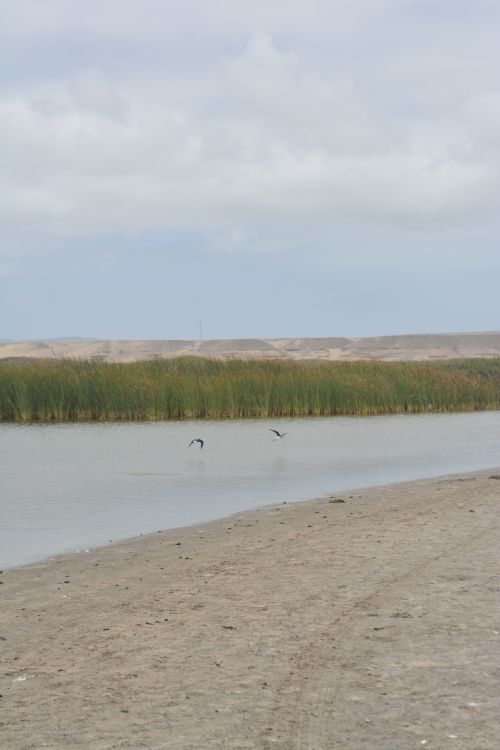 Free Peaceful riverbank scene with birds in flight over tranquil water and lush reeds. Stock Photo