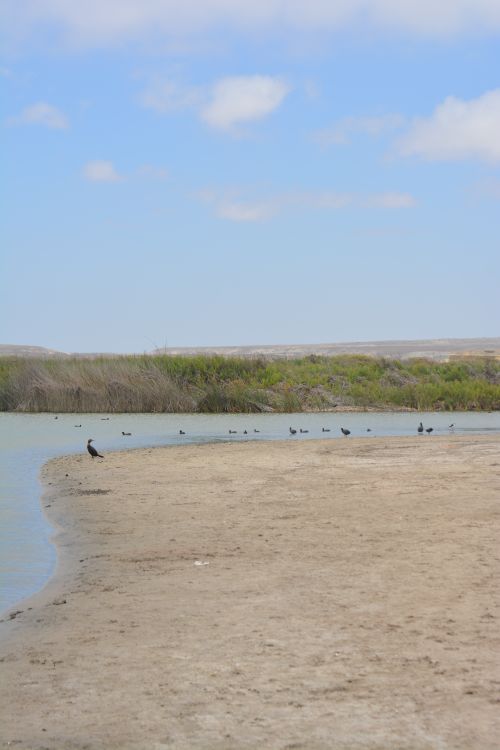 Free A tranquil view of birds resting along a riverbank under a clear blue sky. Stock Photo