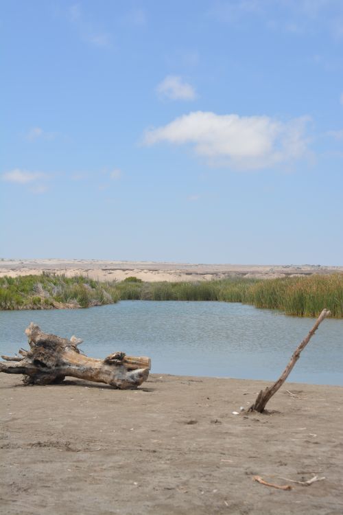 Free Peaceful riverside scene with driftwood and clear blue sky. Stock Photo