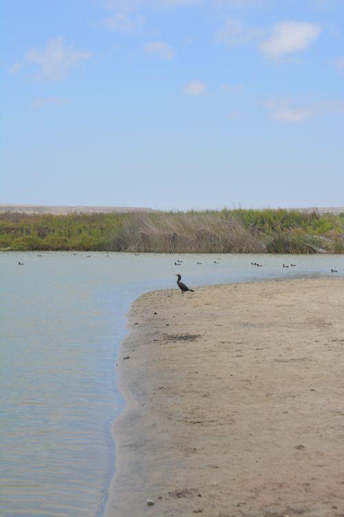 Free A tranquil beach scene featuring a bird on the shore and calm waters under a clear sky. Stock Photo
