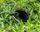 jungle animals