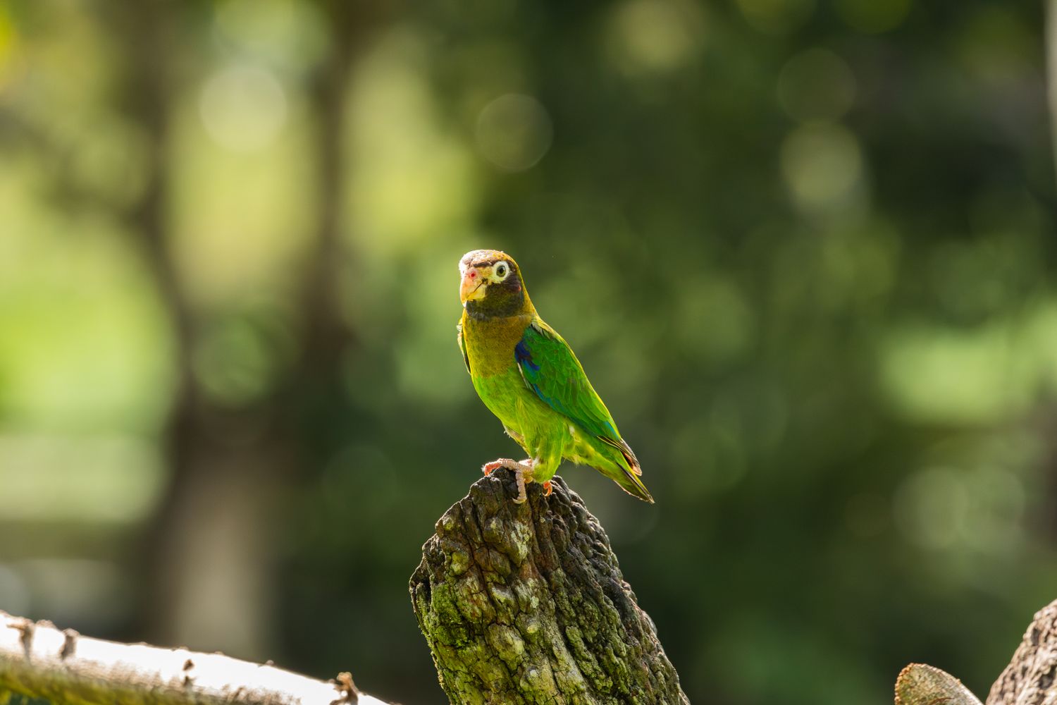 Small Parrot Photos, Download The BEST Free Small Parrot Stock Photos ...