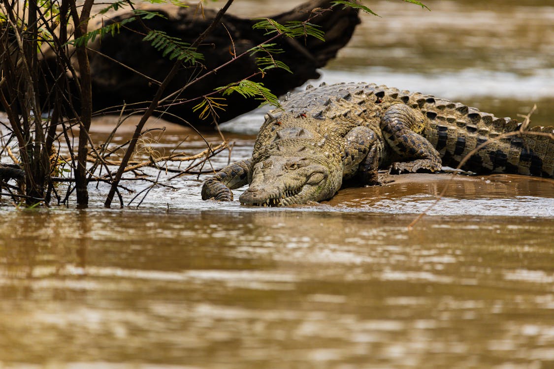 Foto stok gratis air, alam, aligator