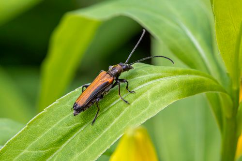 Free High-resolution macro photograph of a black and orange beetle resting on a vibrant green leaf in natural surroundings. Stock Photo