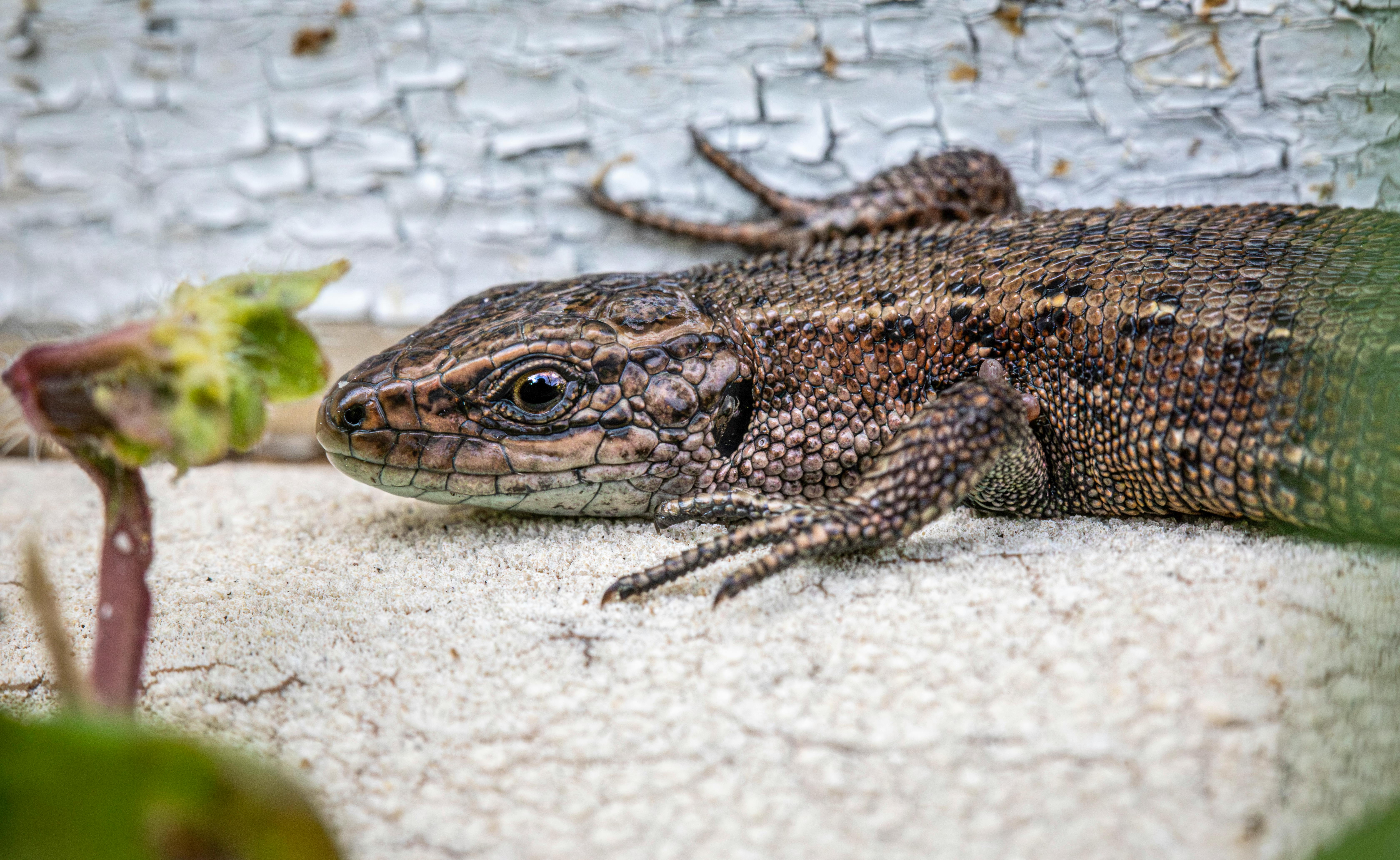 Exploring the⁣ Versatility ​of the Braun MQ7050 Hand Blender