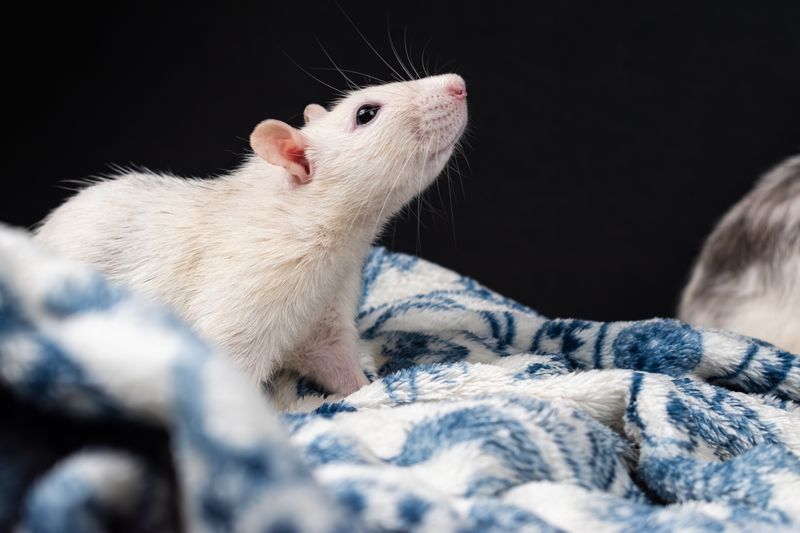Kurze lebenserwartung von ratten fuer familien: step-by-step visual example