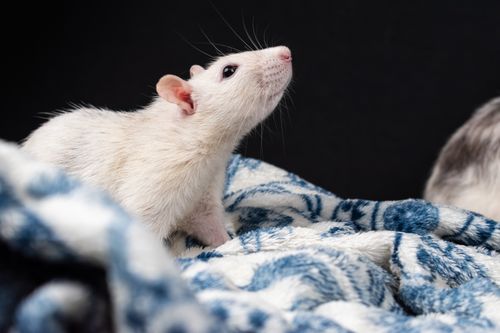 Free A white rat resting on a patterned blue and white blanket against a dark background. Stock Photo