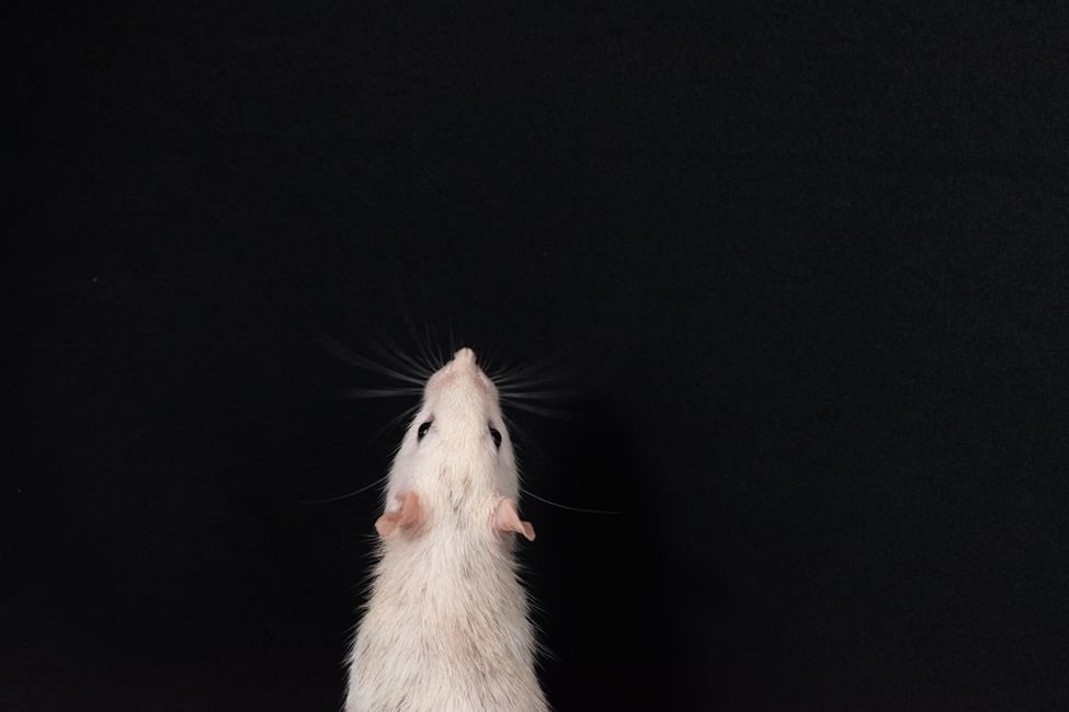 Picture for Researchers turn mouse brain signals into video, opening window into perception