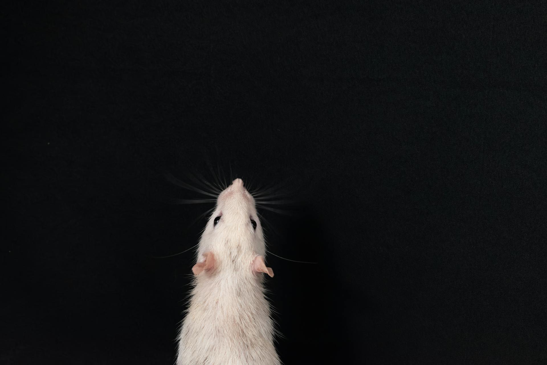 Photo of a White Rat