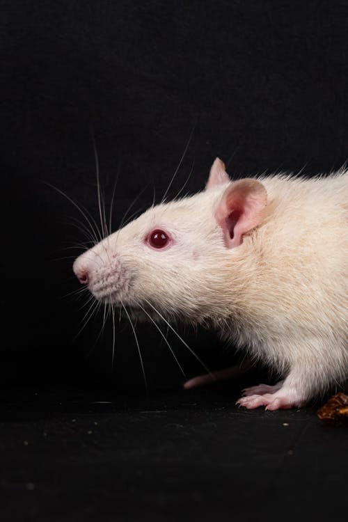 Foto profissional grátis de adorável, albino, animal