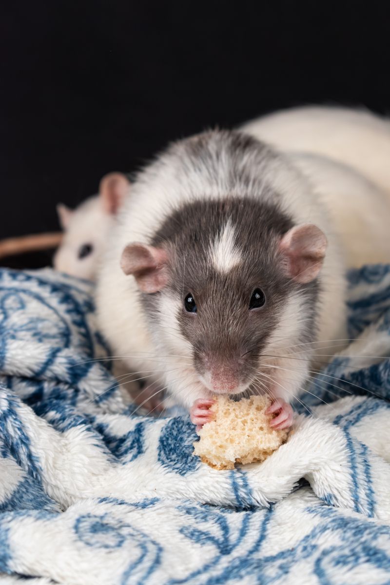 Ratten oder maeuse was besser passt: step-by-step visual example