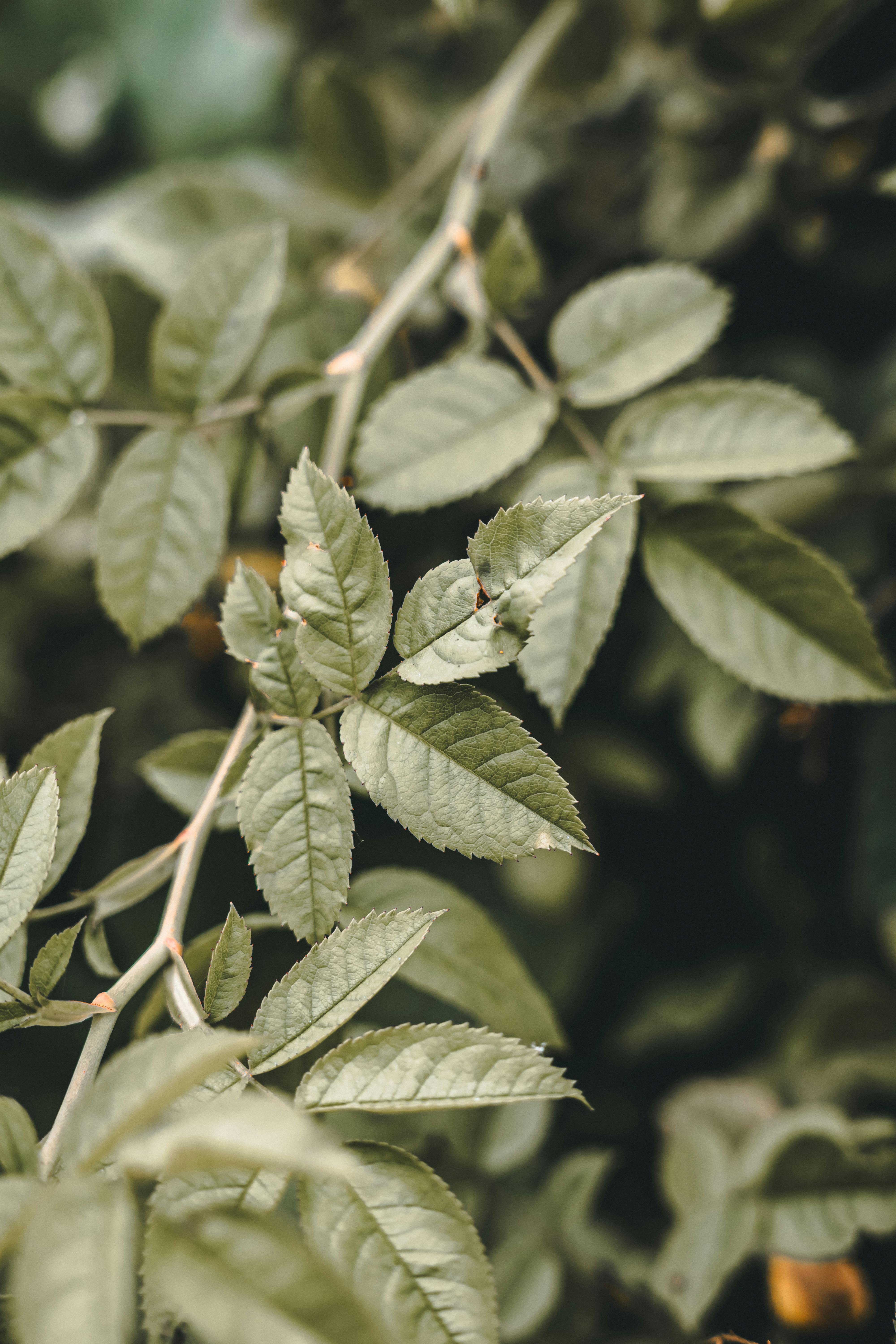 a close up of a plant with leaves