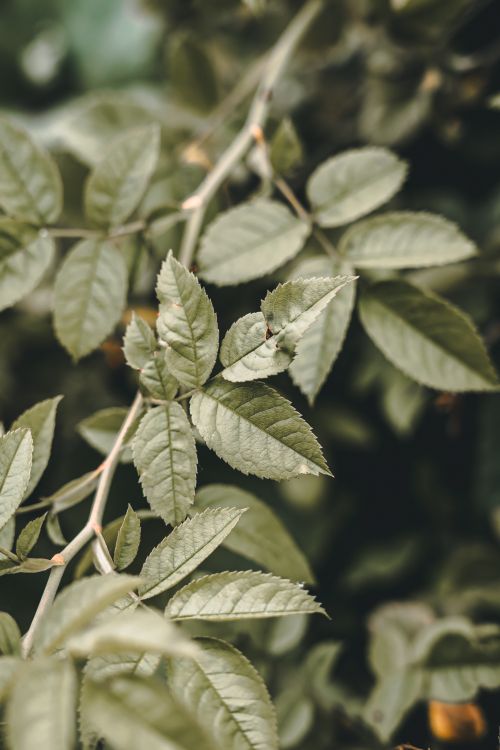 Free Detailed shot of green leaves on a branch in natural light. Stock Photo