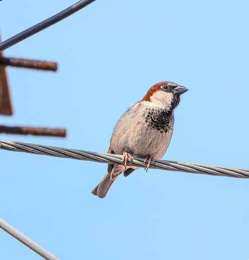 Kostnadsfri bild av fågel, liten fågel, pex