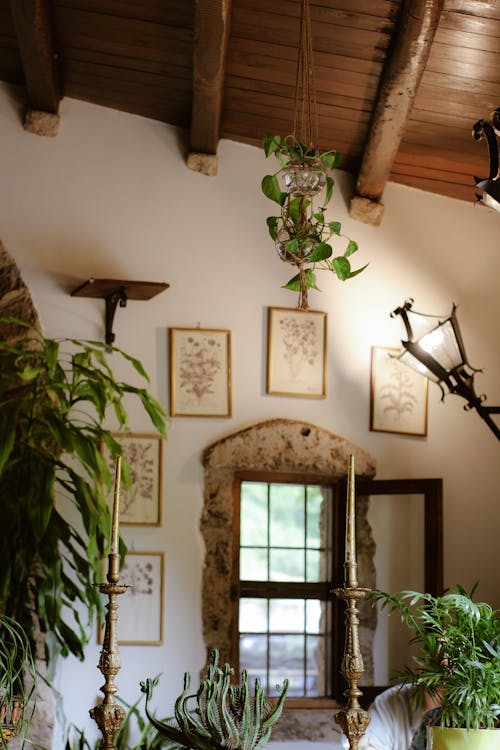 原本, 室內, 室內植物 的 免费素材图片