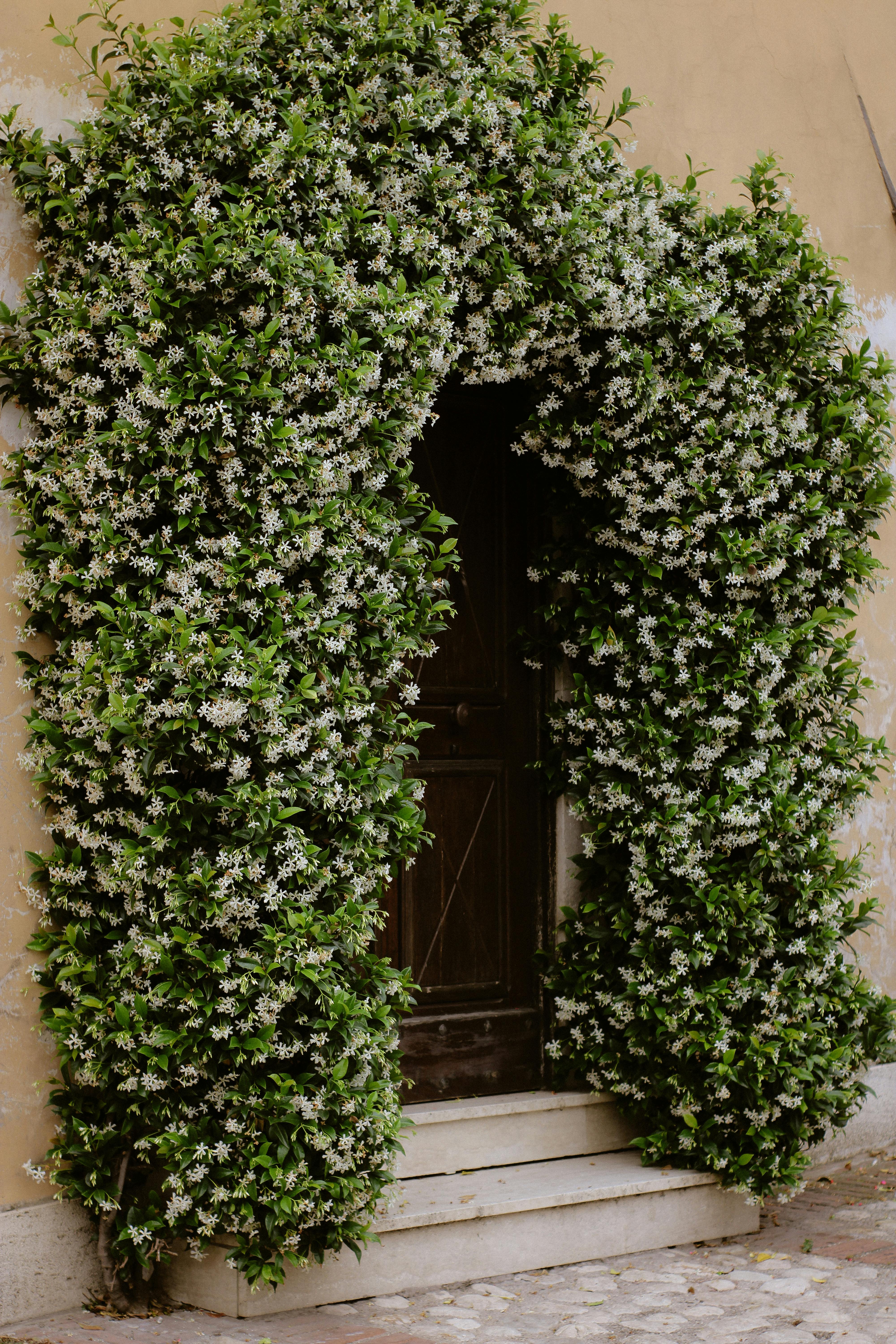 A rustic doorway beautifully adorned with a blooming jasmine floral arch, exuding spring charm and elegance.