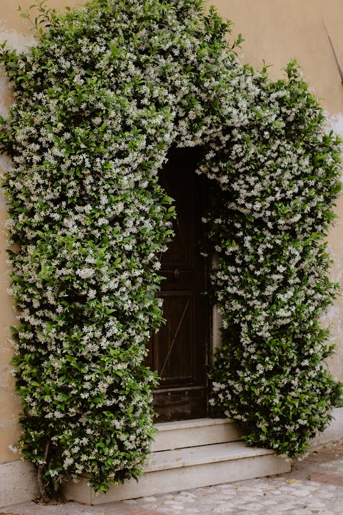 Free A door with white flowers on it and a green bush Stock Photo