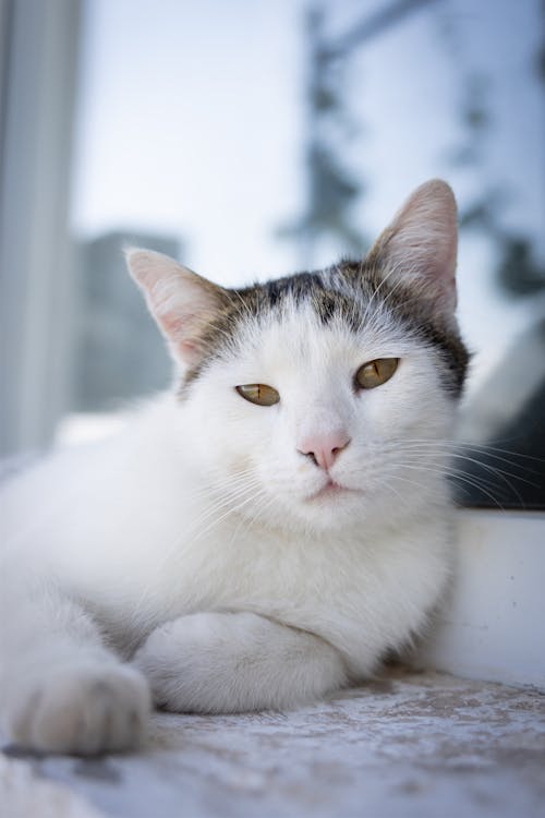 White Cat Lying Down