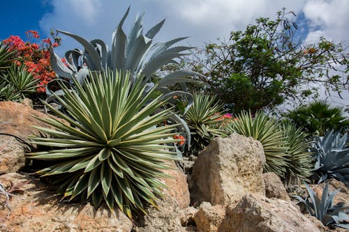 Assorted Plants and Flowers in Cliff