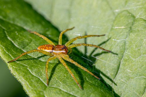 Free A detailed close-up of a Dolomedes spider resting on a green leaf, showcasing its semi-aquatic nature. Stock Photo