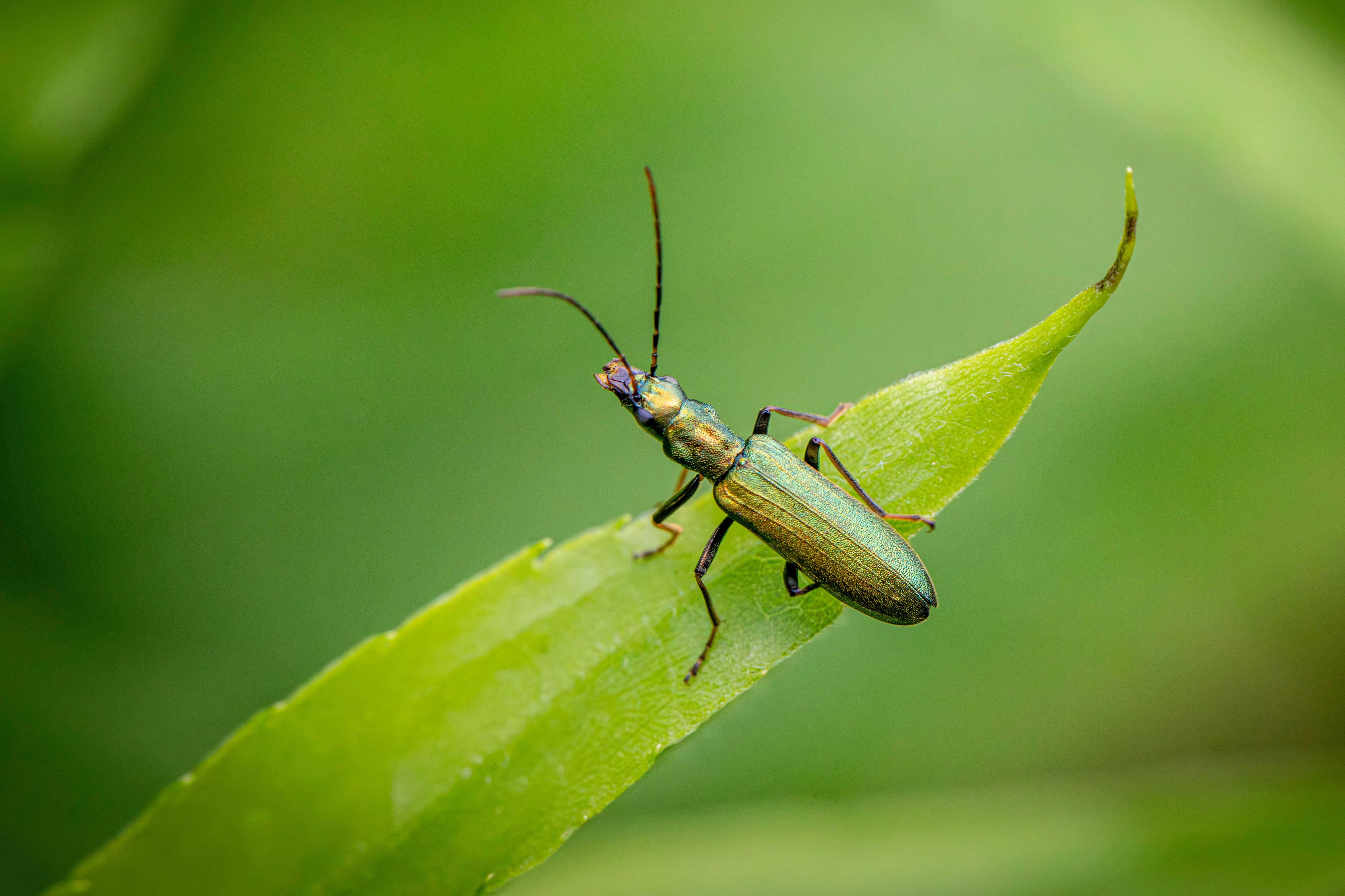 A green beetle sitting on top of a leaf · Free Stock Photo