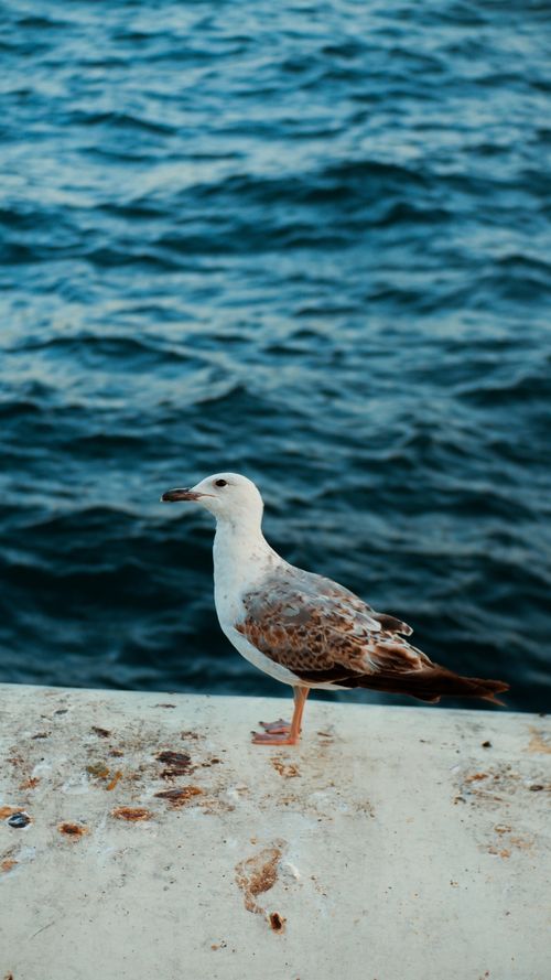 Free A lone seagull stands on a pier against the backdrop of the blue ocean. Stock Photo