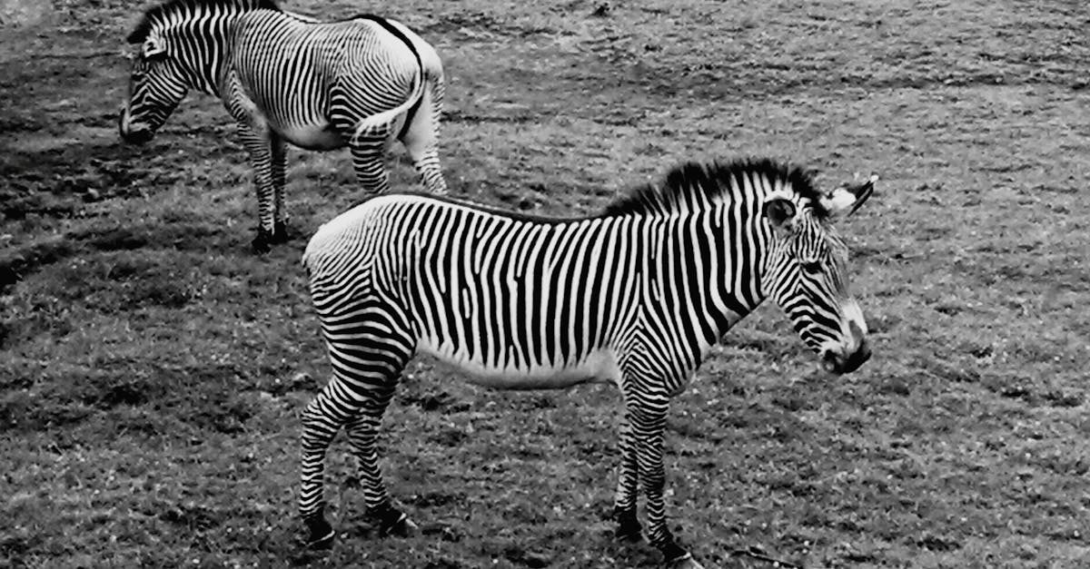 Free stock photo of animals, black and white, exotic animal