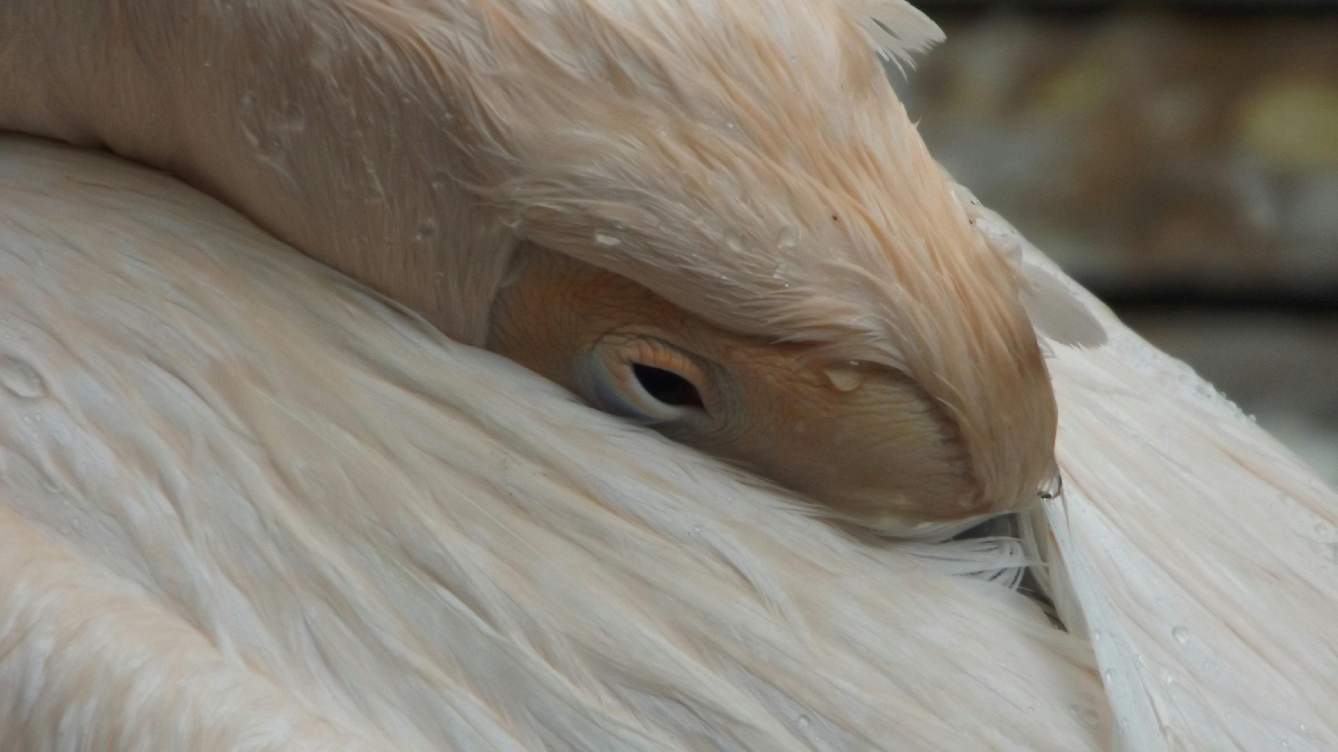 μεγάλο πουλί στην κάμεραμαύρο στο λευκό Διαφυλετικό Σεξ