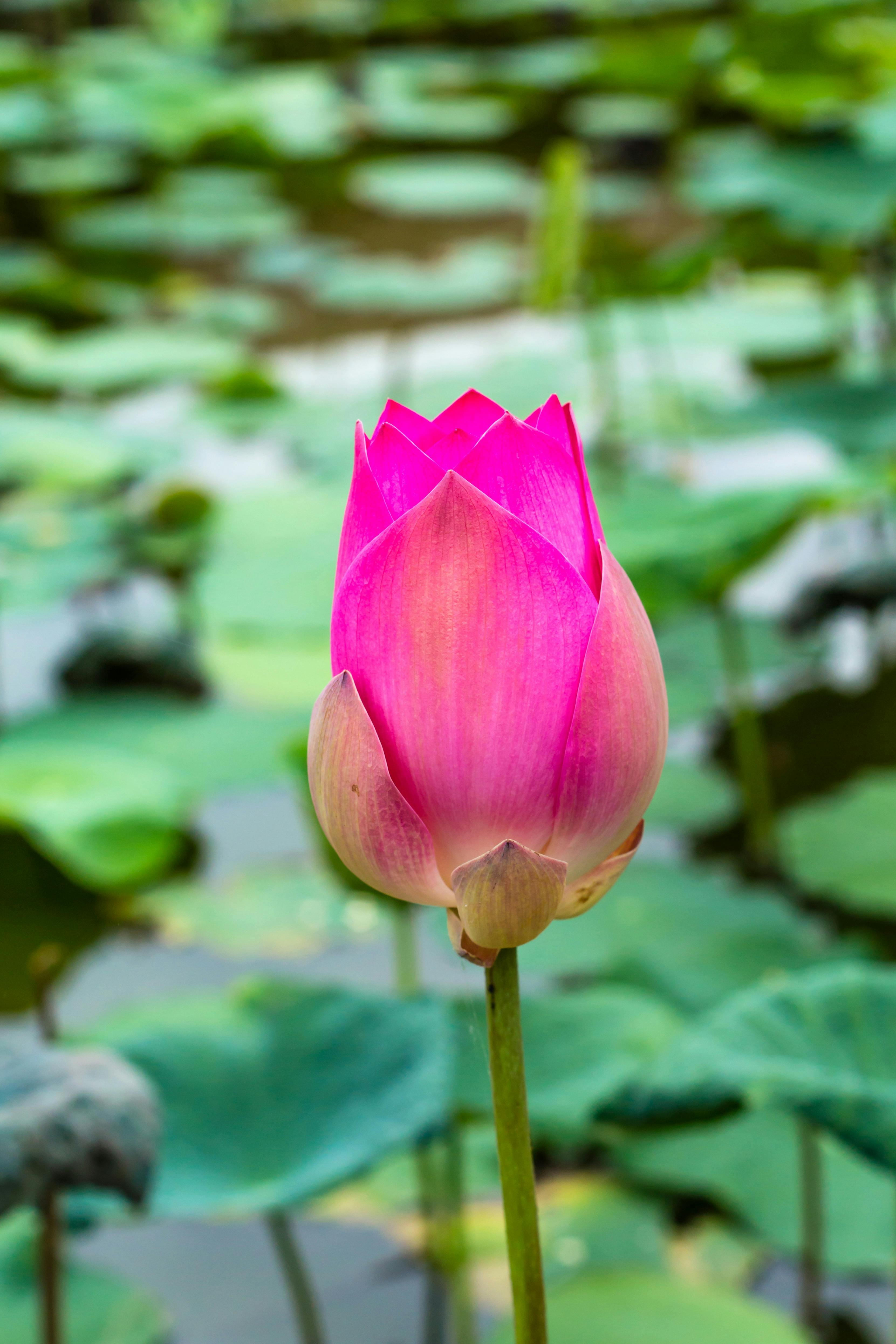 Person tippt auf Laptop, symbolisiert Bloggen und Content-Erstellung