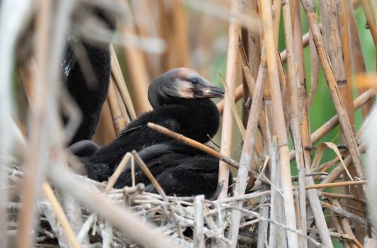 Little Baby Great Cormorant in Nest