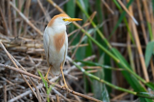 Photos gratuites de aigrette, animal, espace extérieur