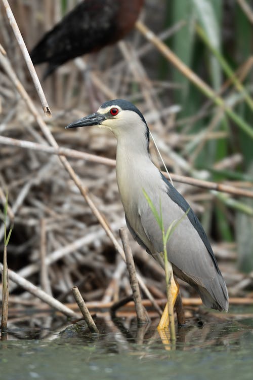 Gratis lagerfoto af dyr, dyreliv, everglades