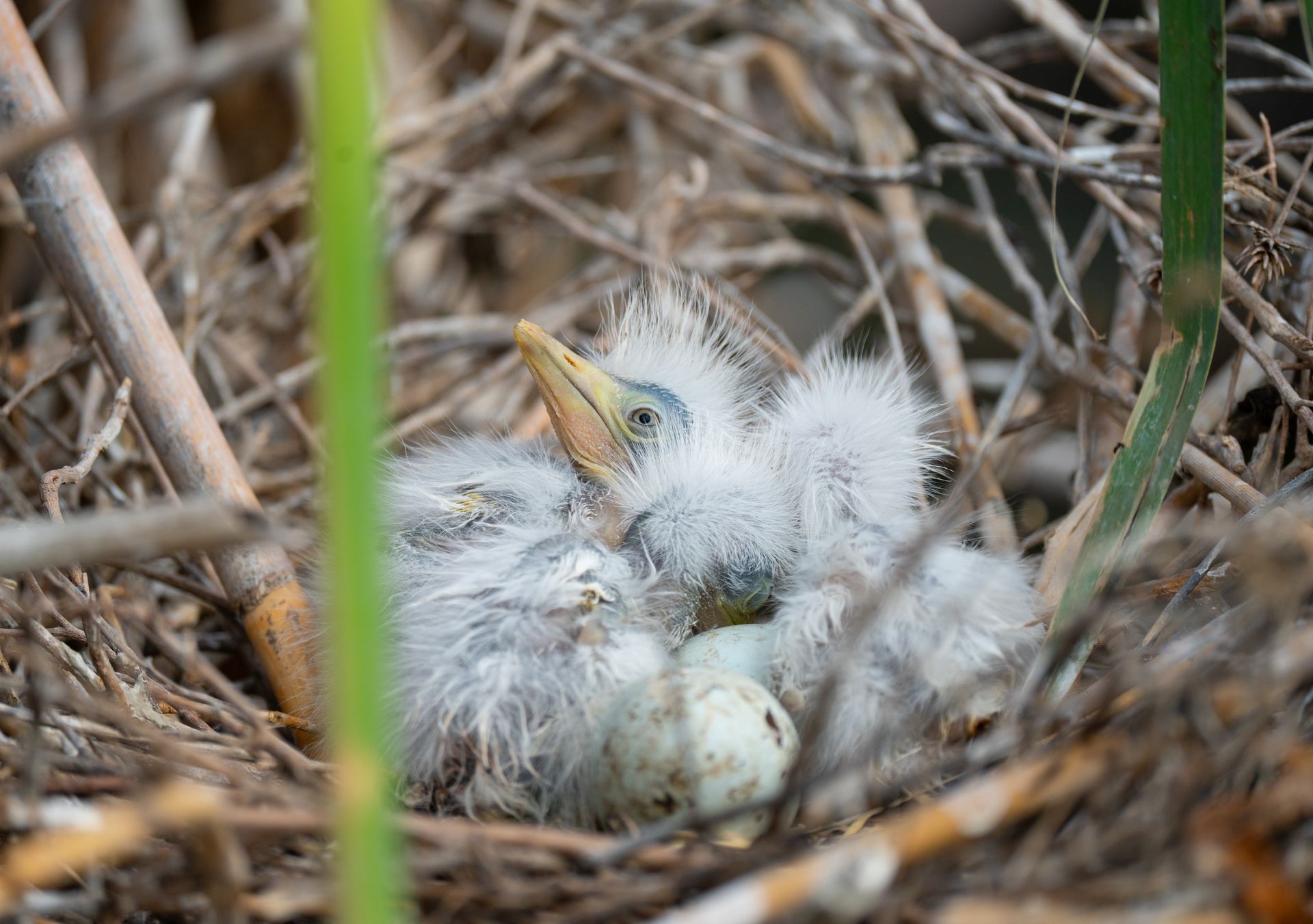 Cute heron chicks nestled in a nest with eggs, showcasing early wildlife life.
