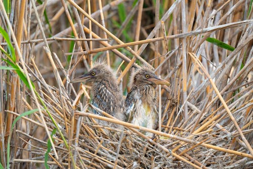 Photos gratuites de animal, aviaire, bec