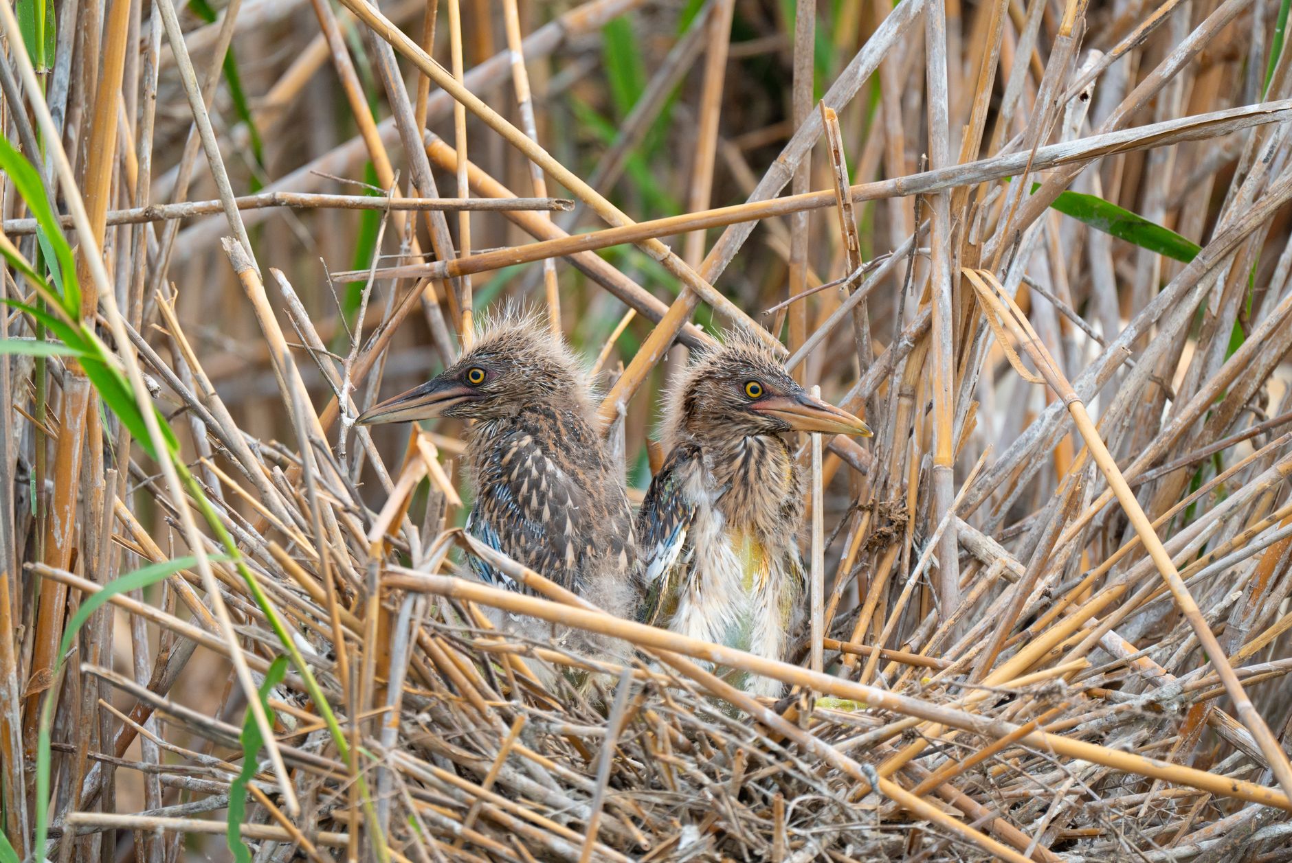 Gros plan de deux jeunes hérons dans leur nid au milieu des roseaux dans un habitat naturel.