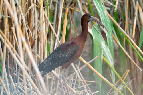 Kostnadsfri bild av blad, djur, everglades